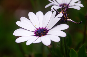 Macro Photo of Blooming African Daisy on Madeira