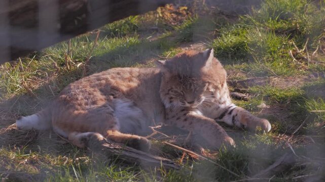 bobcat (Lynx rufus) resting in zoo enclosure under suspended log. Looks up to camera and chatters, lays down head to rest. Tail continually twitching
