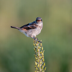 ノビタキの囀り