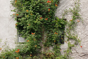 Vivid vines embrace a weathered building in a quiet neighborhood during summer