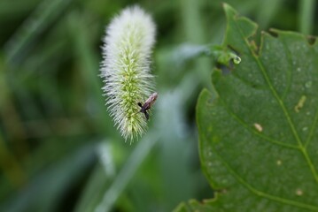 Foxtail grass after the rain. Poaceae annual plants. The cylindrical inflorescence is covered with flowers and has a brush-like appearance. It is the original species of millet.