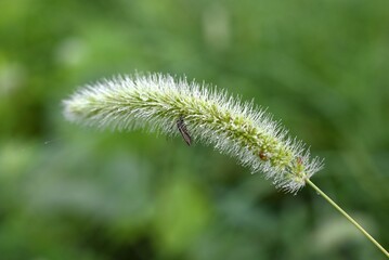 Foxtail grass after the rain. Poaceae annual plants. The cylindrical inflorescence is covered with flowers and has a brush-like appearance. It is the original species of millet.