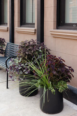 Lush green plants in black pots next to a modern bench at a city street location during the daytime