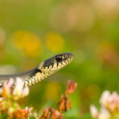 Obraz premium Snake amidst wildflowers