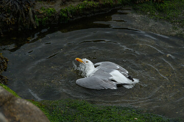 Mouette au bain