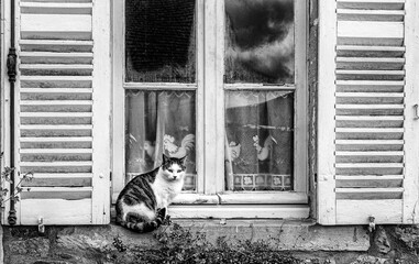 Le chat sur la fen&ecirc;tre