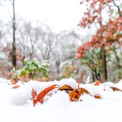 Snowy Autumn Leaves
