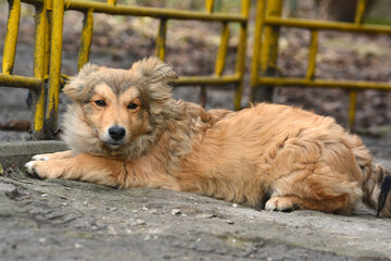 A cute shaggy young dog lies in the yard on a cool autumn day.