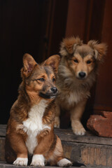 Two cute dogs sit on the doorstep of a house on a cool autumn day.