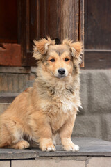 A shaggy young dog sits on the doorstep of a house on a cool autumn day.