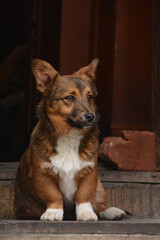 A cute dog sits on the doorstep of a house on a cool autumn day.
