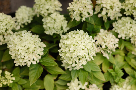 Blooming limelight hydrangea flowers in a lush garden during late spring season with vibrant green leaves