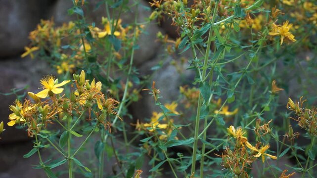 A close-up view of the St. John's-wort medicinal herb. The Hypericum perforatum plant features bright yellow, five-petaled flowers with prominent stamens.