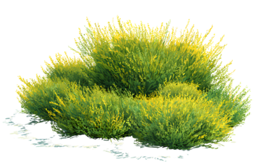  Photorealistic grasses in an isolated white background, providing highly detailed and ultra-realistic visual effects for use as game assets or landscape design elements.