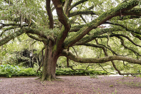 Live oak tree in a park 