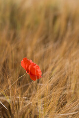 Fototapeta premium poppy in a wheat field