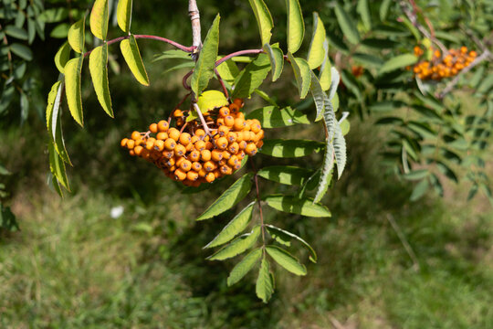  Bayas anaranjadas del serbal de los cazadores o fresno de monta&ntilde;a europeo (Sorbus aucuparia)