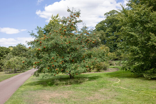 Serbal de los cazadores o fresno de monta&ntilde;a europeo (Sorbus aucuparia)