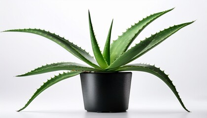 aloe vera plant in a black pot isolated on white background