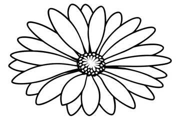 daisy line art flower vector illustration
