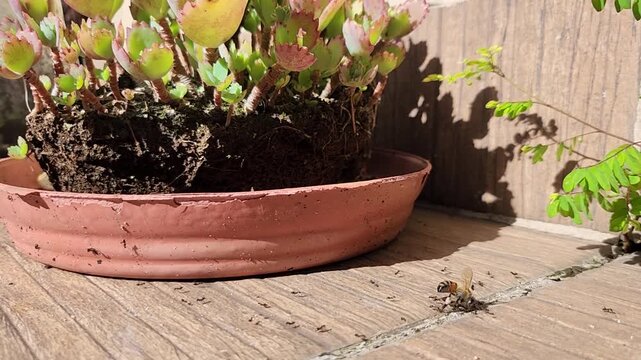 dead_bee_carried_by_ants