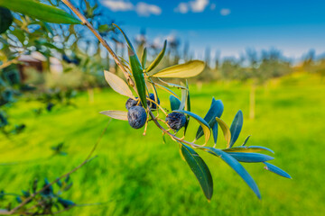 olive tree close up of green olives on branch in sunny day