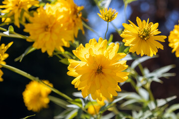 beautiful yellow flowers blooming in a sunny garden, with a soft-focus background, highlighting the natural beauty and detail of the petals