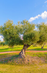 An olive tree (Olea europaea) in an olive orchard in summertime