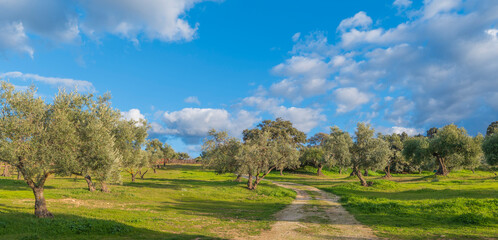 Olive grove in the province of Malaga in Andalusia