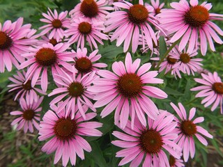 Fototapeta premium pink chrysanthemum flowers