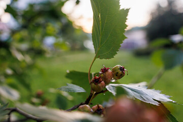 Hawthorn branch with unripe berries and green leaves in summer sunlight