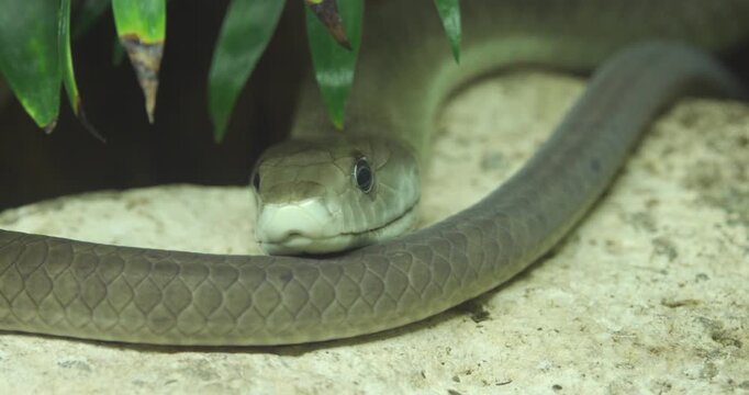 Black Mamba Snake Sitting On a Rock