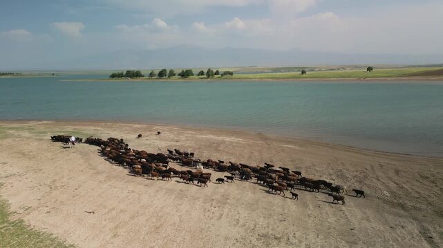 Cattle gather at the sandy edge of Djizak Reservoir. Herd is guided by a person in white on horseback. Distant hills and mountain silhouettes blend with blue water and wide, open steppe in Uzbekistan
