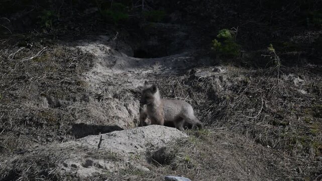 Fox kits playing at their den in the Canadian Rockies