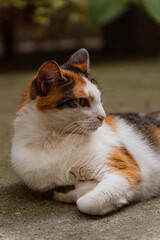 Close-up of a calico cat lying on the ground outdoors, looking directly at the camera. White, orange, and black fur with green eyes in a soft natural background.