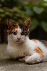 Close-up of a calico cat lying on the ground outdoors, looking directly at the camera. White, orange, and black fur with green eyes in a soft natural background.