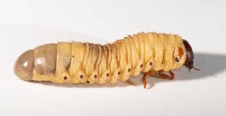 European rhinoceros beetle (Oryctes nasicornis) is a large flying beetle belonging to the subfamily Dynastinae. The insect larva is located on a white background before pupation.