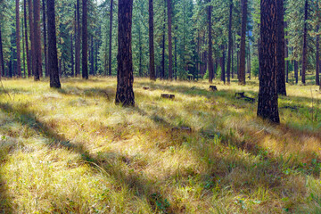 Murphy Creek Trail in Western Montana