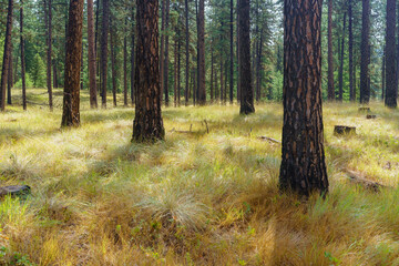 Murphy Creek Trail in Western Montana