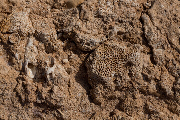 Fossil corals of the Red Sea. Ancient creatures, turned into stone. Reef corals.