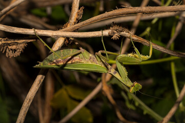 The European mantis (Mantis religiosa).A green female insect, in dense vegetation, is preparing to...