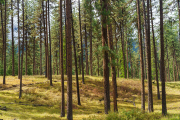 Obraz premium Murphy Creek Trail in Western Montana