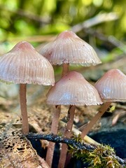 mushrooms in the forest