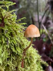 mushroom in the forest