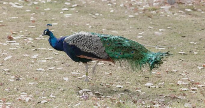 Male Peafowl Walking Accross the Lawn