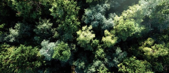 Overhead view of a dense forest canopy showing various shades of green foliage, dappled sunlight filtering through the leaves