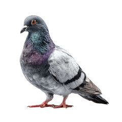 Obraz premium Png of Close-up of a vibrant gray pigeon with iridescent feathers, showcasing its striking orange eye.