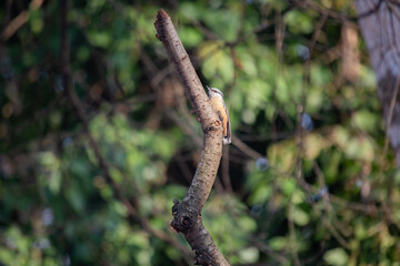 Eurasian Nuthatch (Sitta europaea) common in woodlands across Europe and Asia