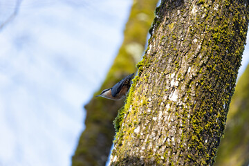 Eurasian Nuthatch (Sitta europaea) common in woodlands across Europe and Asia