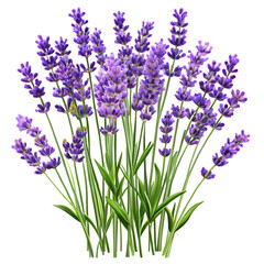 Naklejka premium Dense Bunch of Purple Lavender Flowers with Green Stems and Leaves on Transparent Background floral plant isolated on a transparent background
